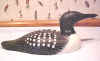 Bob Jobes Loon Decoy at Riverside Retreat