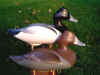 Bob Jobes Ringneck Decoys at Riverside Retreat