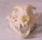 View from the front. catskull2.jpg (14754 bytes)