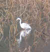 Click here to see the larger picture of the Commong Egret! commonegret.jpg (85741 bytes)