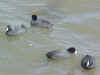 Click here to view the larger picture of the Coots. coot.jpg (41861 bytes)