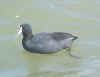 Click here to see the larger picture of the Coot. cootclose.jpg (31565 bytes)
