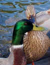 ducksinwater1.jpg (45832 bytes)