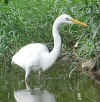 egret.jpg (67908 bytes)