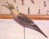 Click here for a larger image of Harry Jobes Mourning Dove Decoy