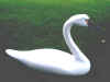 Click here for a  larger image of Harry Jobes Swan