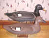 Click Here for the larger image of the Harry Jobes White Wing Scoter Decoys