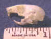 Click here to see larger picture of this Mouse Skull.