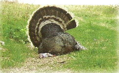 Photo Fan holds tail feathers spread out for photo ops