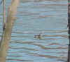 piedbilledgrebe.jpg (23373 bytes)