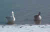 Click here to go to the large picture of the Two Geese.jpg (28988 bytes)