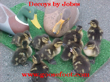 Jobes Decoys at Riverside Retreat