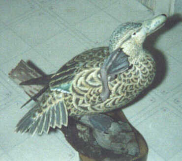 Cinnamon Teal Hen