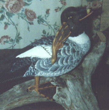 Goldeneye Hen - Preening her head with foot