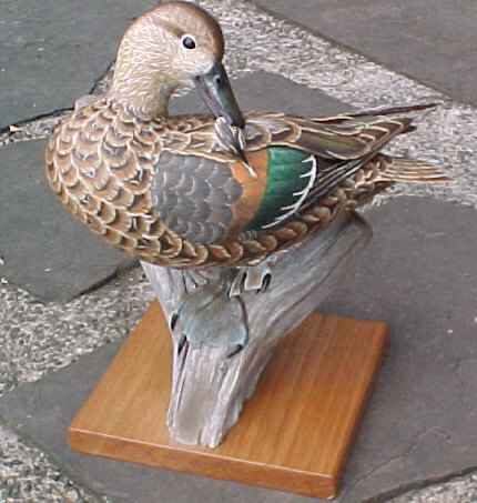 Greenwing Teal Hen Preening with feather in beak!