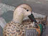 Greenwing Teal Hen with feather in her beak preening.