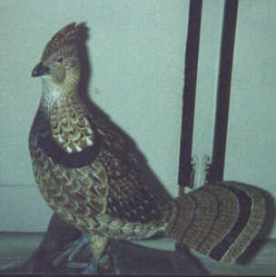 Ruffed Grouse