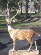 Axis Buck