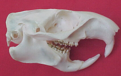 Woodchuck Skull with Jaw Bones #W-1